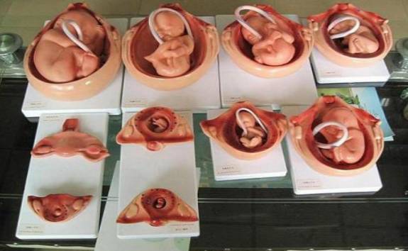 怀孕后,孕妈的器官都被挤到哪儿去了?