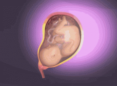 【孕妈必看】3D动图！胎宝宝就是这么出来的！